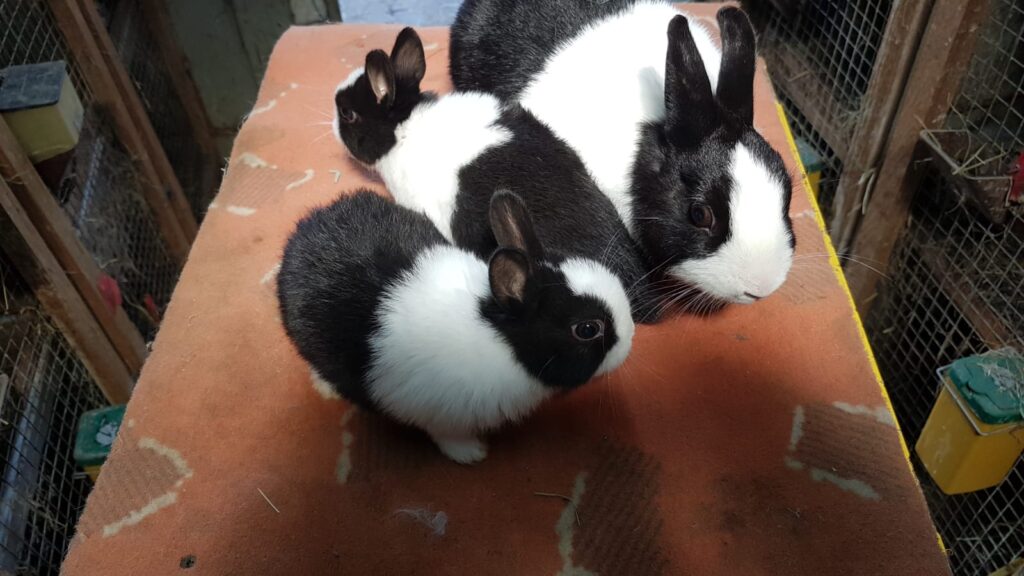 Züchter Kaninchen Kleintierzuchtverein Wemding e.V.